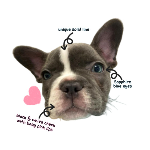 French bulldog - Zero