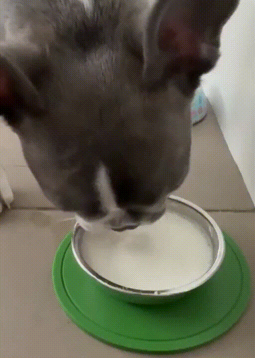 Drinking Puppy Milk Zero