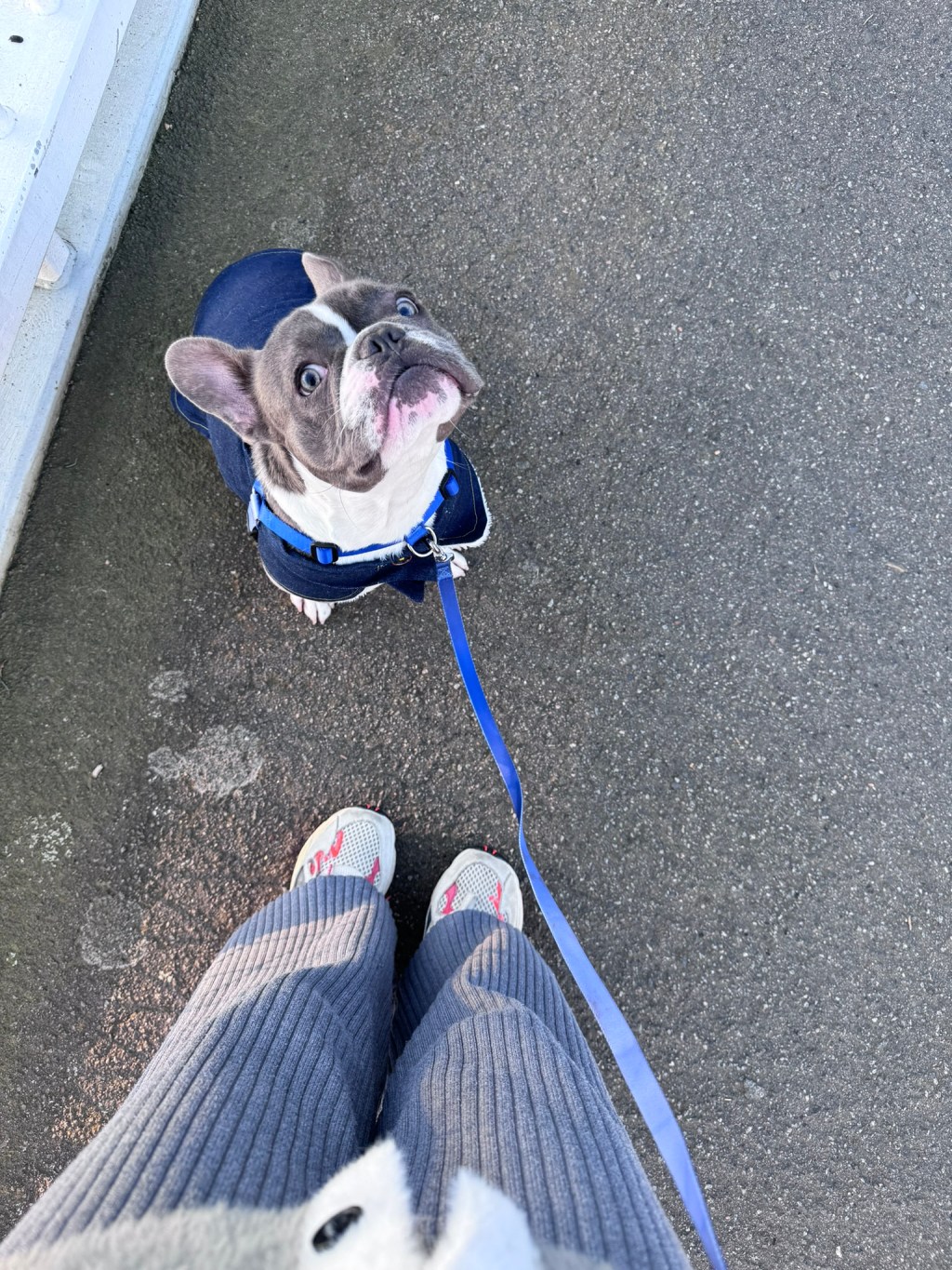leash training my french zero